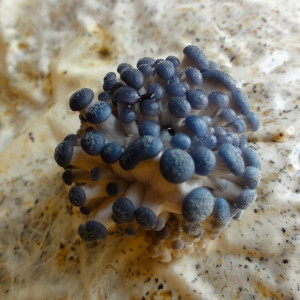 oyster mushroom fruiting closeup