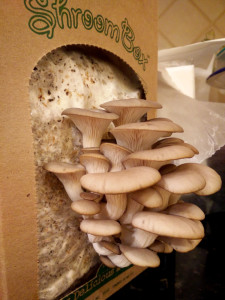 shroombox ready to harvest 2